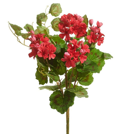 18.5 Geranium Bush